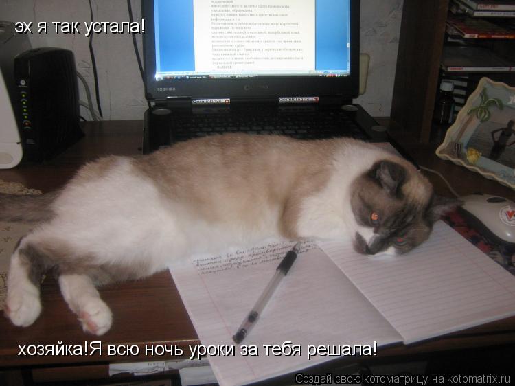 Котоматрица: эх я так устала!  эх я так устала!  хозяйка!Я всю ночь уроки за тебя решала!