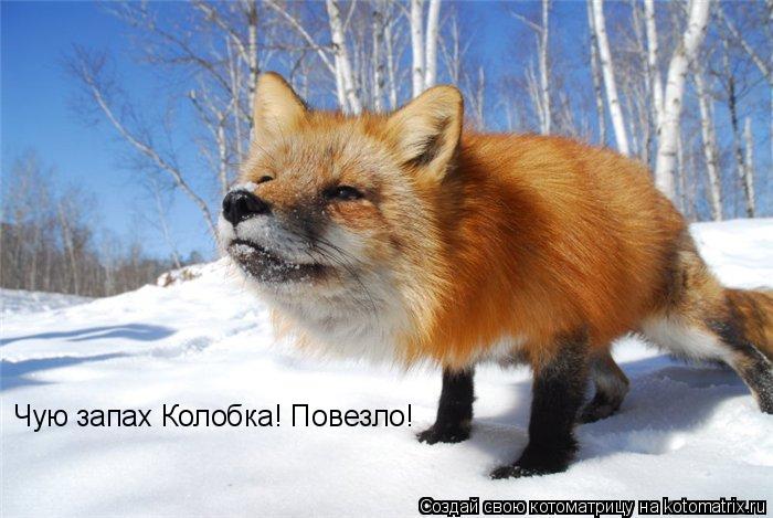 Котоматрица: Чую запах Колобка! Повезло!