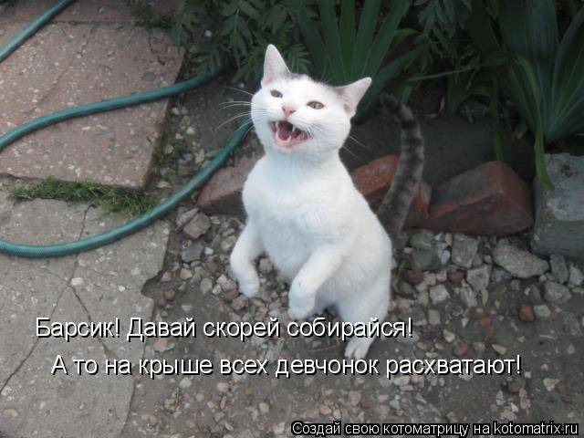 Котоматрица: Барсик! Давай скорей собирайся! А то на крыше всех девчонок расхватают!