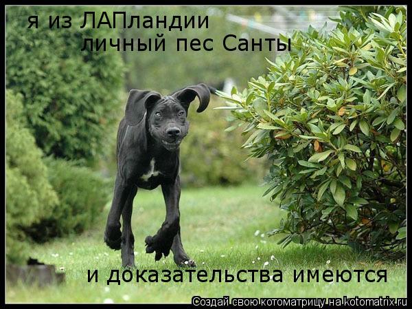 Котоматрица: я из ЛАПландии личный пес Санты и доказательства имеются