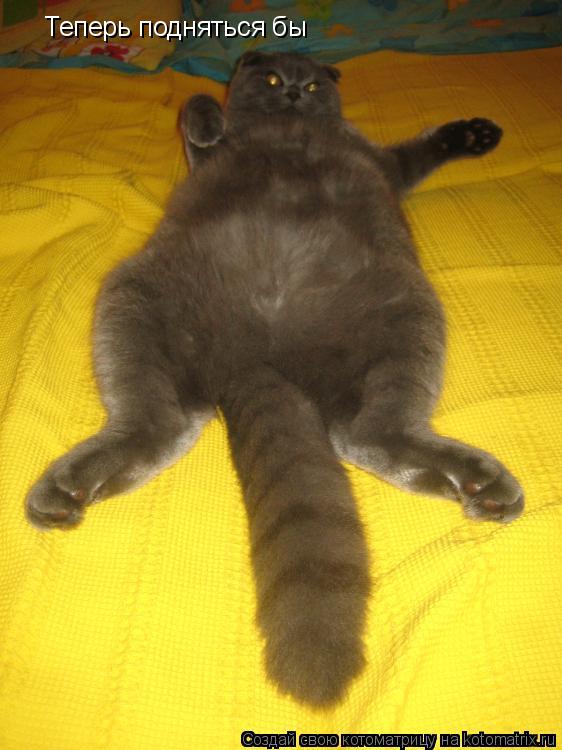 Котоматрица: Теперь подняться бы