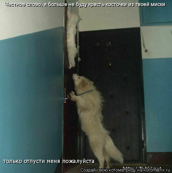 Котоматрица: только отпусти меня пожалуйста Честное слово, я больше не буду красть косточки из твоей миски