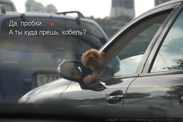 Котоматрица: Да, пробки... А ты куда прёшь, кобель?