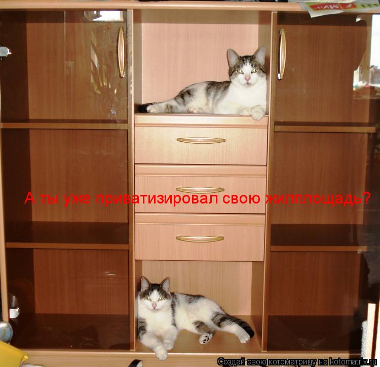 Котоматрица: А ты уже приватизировал свою жилплощадь?