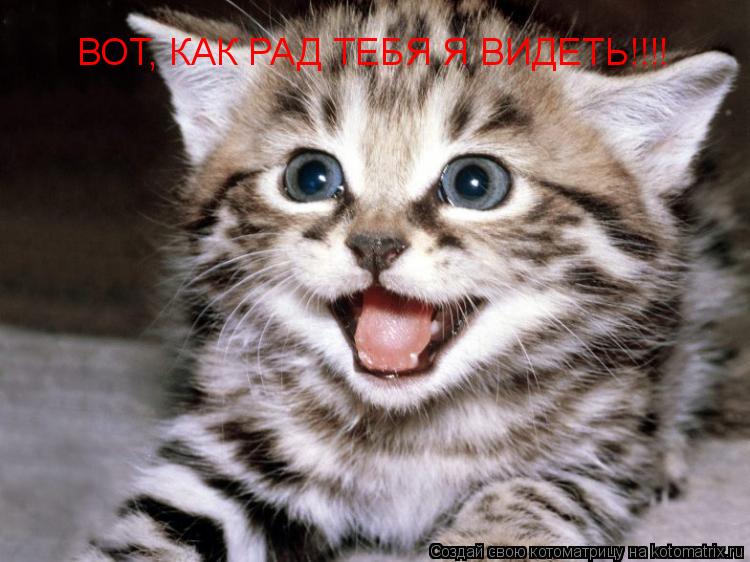 ВОТ, КАК РАД ТЕБЯ Я ВИДЕТЬ!!!!... Котоматрица: ВОТ, КАК РАД ТЕБЯ Я ВИДЕТЬ!!!!