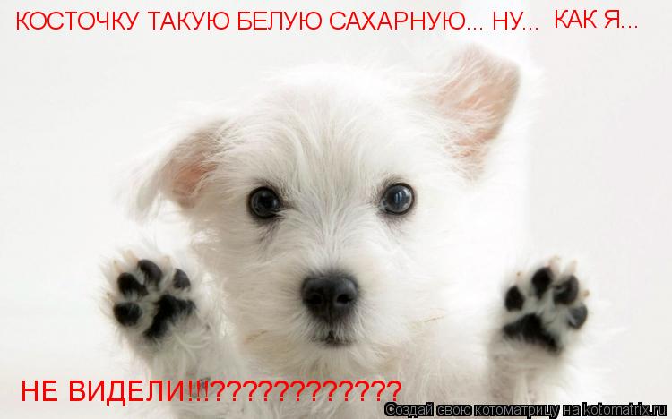 КОСТОЧКУ ТАКУЮ БЕЛУЮ САХАРНУЮ... НУ... КАК Я... НЕ ВИДЕЛИ!!!????????????... Котоматрица: КОСТОЧКУ ТАКУЮ БЕЛУЮ САХАРНУЮ... НУ... КАК Я... НЕ ВИДЕЛИ!!!????????????