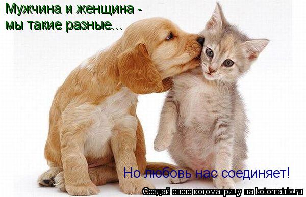 Котоматрица: Мужчина и женщина - мы такие разные... Но любовь нас соединяет!