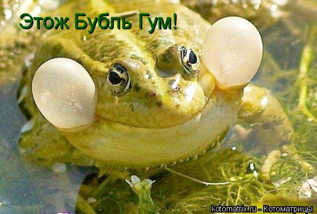 Котоматрица: Этож Бубль Гум!