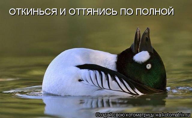 ОТКИНЬСЯ И ОТТЯНИСЬ ПО ПОЛНОЙ... Котоматрица: ОТКИНЬСЯ И ОТТЯНИСЬ ПО ПОЛНОЙ