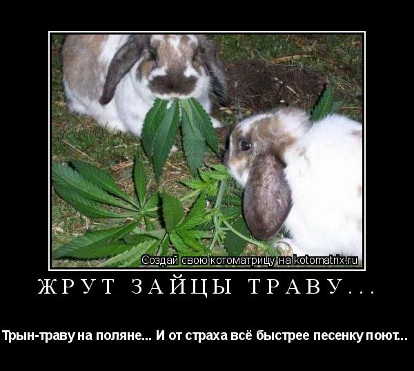 Котоматрица: Жрут зайцы траву... Трын-траву на поляне... И от страха всё быстрее песенку поют... 