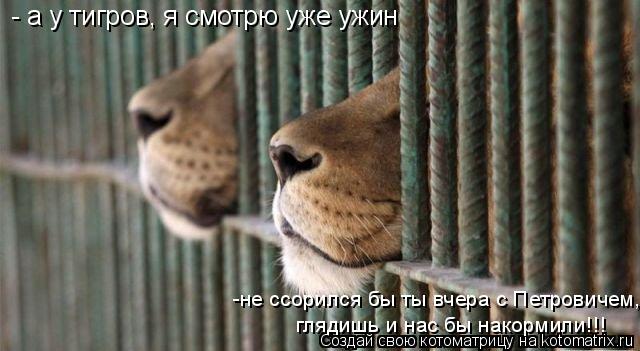 Котоматрица: - а у тигров, я смотрю уже ужин -не ссорился бы ты вчера с Петровичем,  глядишь и нас бы накормили!!!