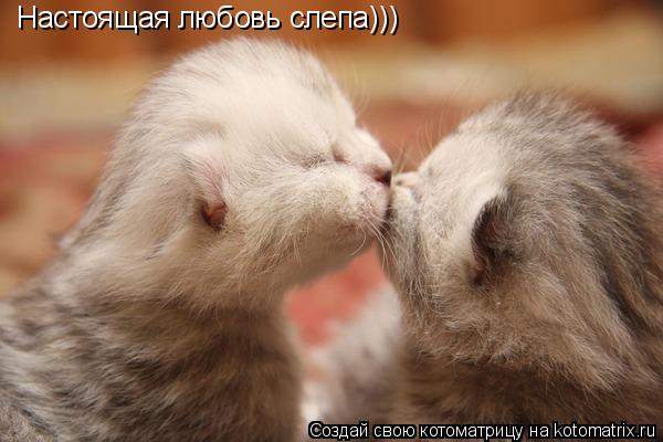 Настоящая любовь слепа)))... Котоматрица: Настоящая любовь слепа)))