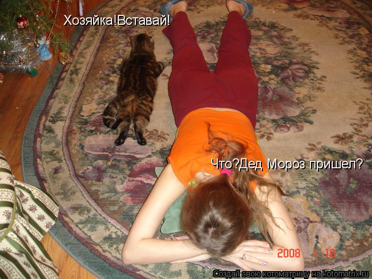 Хозяйка!Вставай! Что?Дед Мороз пришел?... Котоматрица: Хозяйка!Вставай! Что?Дед Мороз пришел?