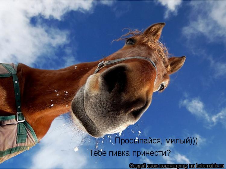 Просыпайся, милый))) Тебе пивка принести?... Котоматрица: Просыпайся, милый))) Тебе пивка принести?