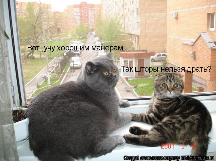 Вот ,учу хорошим манерам Так шторы нельзя драть?... Котоматрица: Вот ,учу хорошим манерам Так шторы нельзя драть?