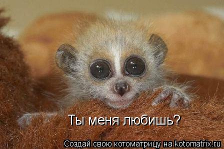 Ты меня любишь?... Котоматрица: Ты меня любишь?