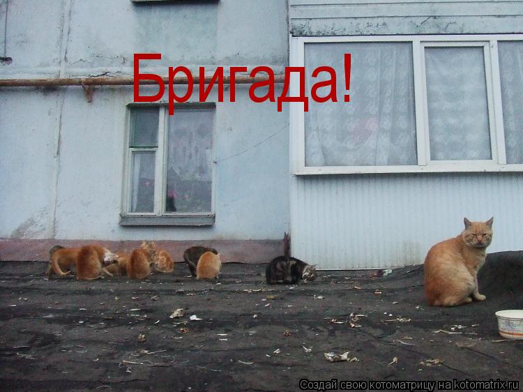 Бригада!... Котоматрица: Бригада!