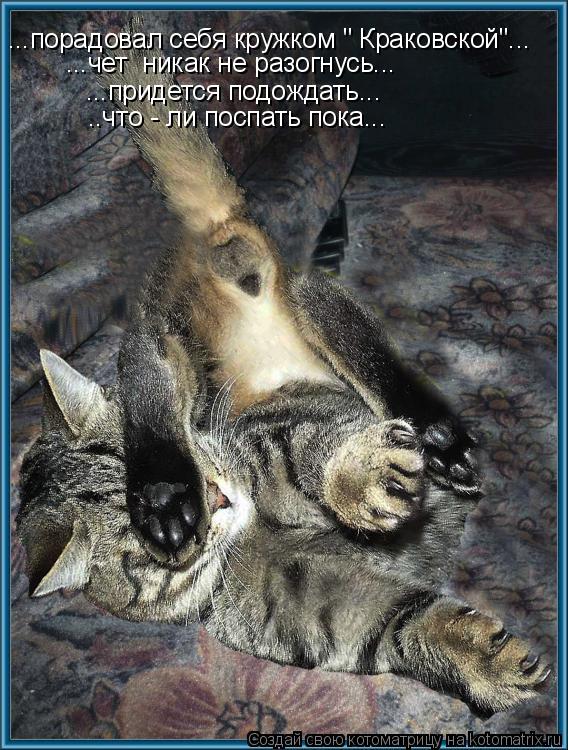 Котоматрица: ...порадовал себя кружком " Краковской"... ...придется подождать... ...чет  никак не разогнусь... ..что - ли поспать пока...