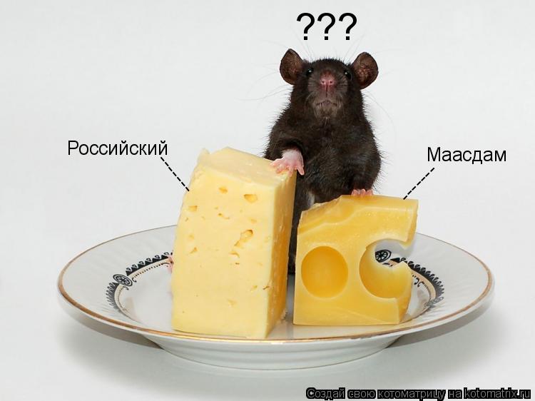 Котоматрица: ------- ------- Маасдам  Российский ???