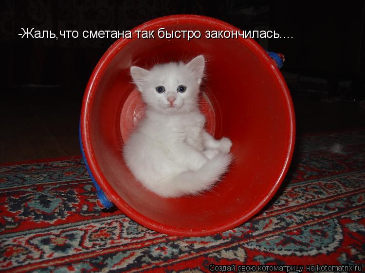 Котоматрица: -Жаль,что сметана так быстро закончилась....