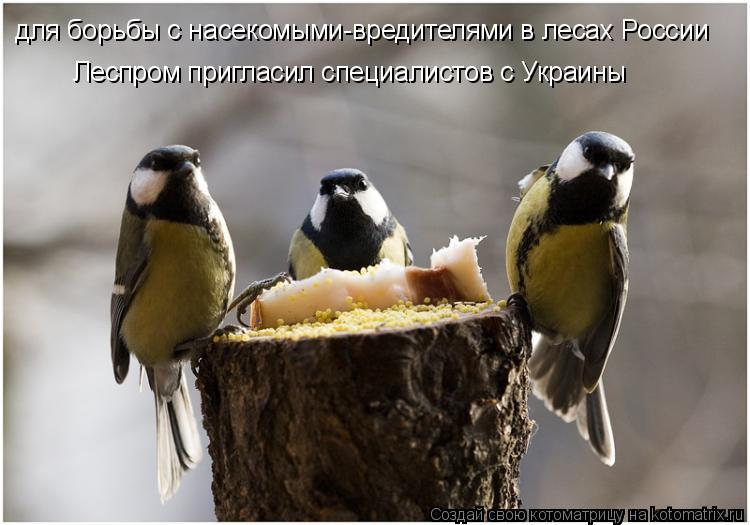 Котоматрица: для борьбы с насекомыми-вредителями в лесах России  Леспром пригласил специалистов с Украины