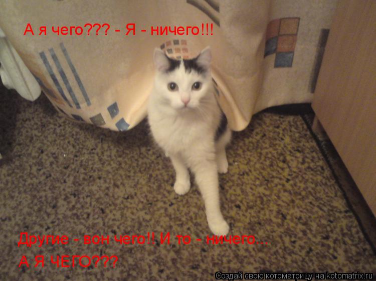 Котоматрица: А я чего??? - Я - ничего!!! Другие - вон чего!! И то - ничего... А Я ЧЕГО???
