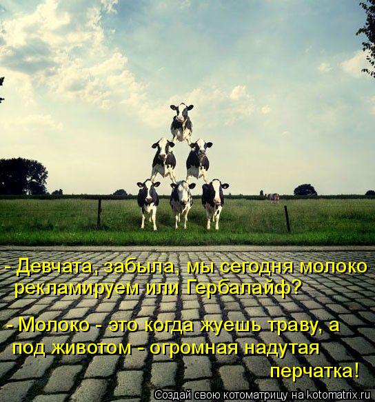 Котоматрица: - Молоко - это когда жуешь траву, а  под животом - огромная надутая  перчатка! - Девчата, забыла, мы сегодня молоко  рекламируем или Гербалайф?