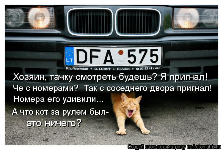 Котоматрица: Хозяин, тачку смотреть будешь? Я пригнал! Че с номерами?  Так с соседнего двора пригнал! Номера его удивили... А что кот за рулем был- это ничег