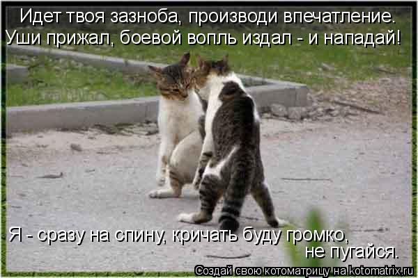 Котоматрица: Идет твоя зазноба, производи впечатление.  Уши прижал, боевой вопль издал - и нападай!  Я - сразу на спину, кричать буду громко,  не пугайся.