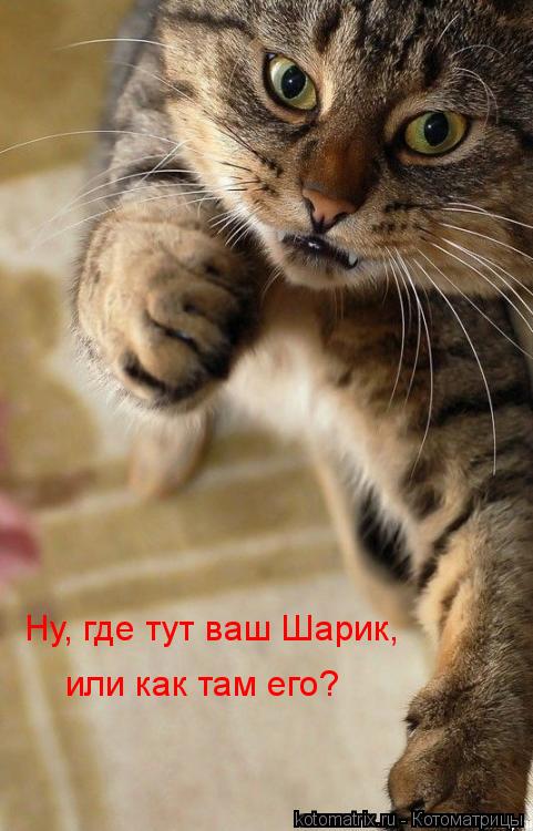 Котоматрица: Ну, где тут ваш Шарик,  или как там его?