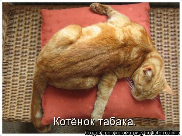 Котоматрица: Котёнок табака.