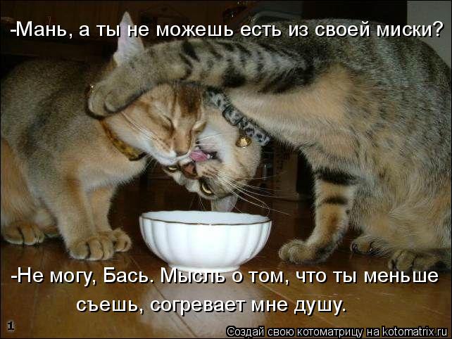 -Мань, а ты не можешь есть из своей миски? -Не могу, Бась. Мысль о том, что ты меньше съешь, согрев... Котоматрица: -Мань, а ты не можешь есть из своей миски? -Не могу, Бась. Мысль о том, что ты меньше съешь, согревает мне душу.