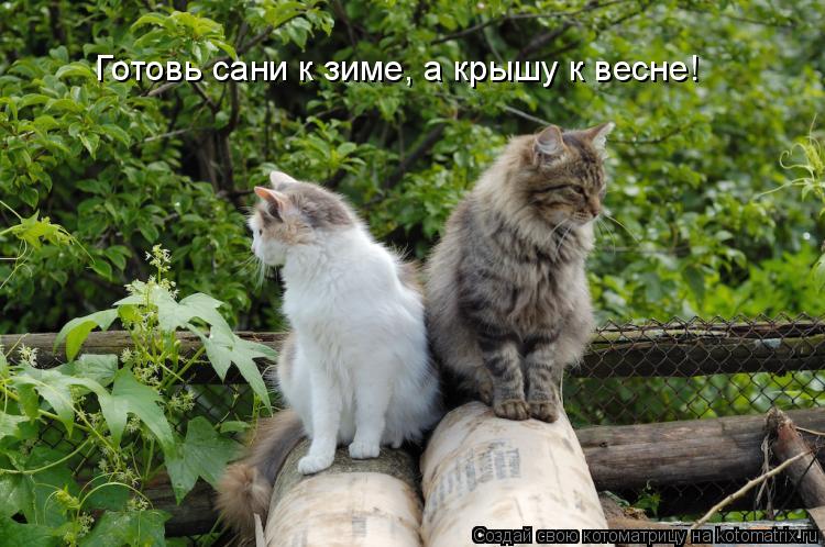 Котоматрица: Готовь сани к зиме, а крышу к весне!