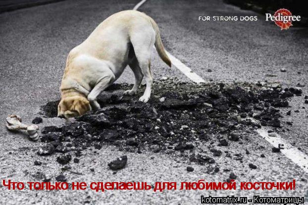 Котоматрица: Что только не сделаешь для любимой косточки! Что только не сделаешь для любимой косточки!