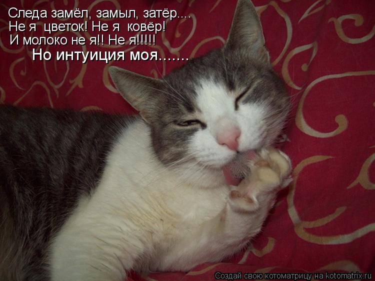 Котоматрица: Следа замёл, замыл, затёр.... Не я  цветок! Не я  ковёр! И молоко не я!! Не я!!!!! Но интуиция моя.......