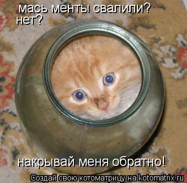 Котоматрица: мась менты свалили? нет? накрывай меня обратно!