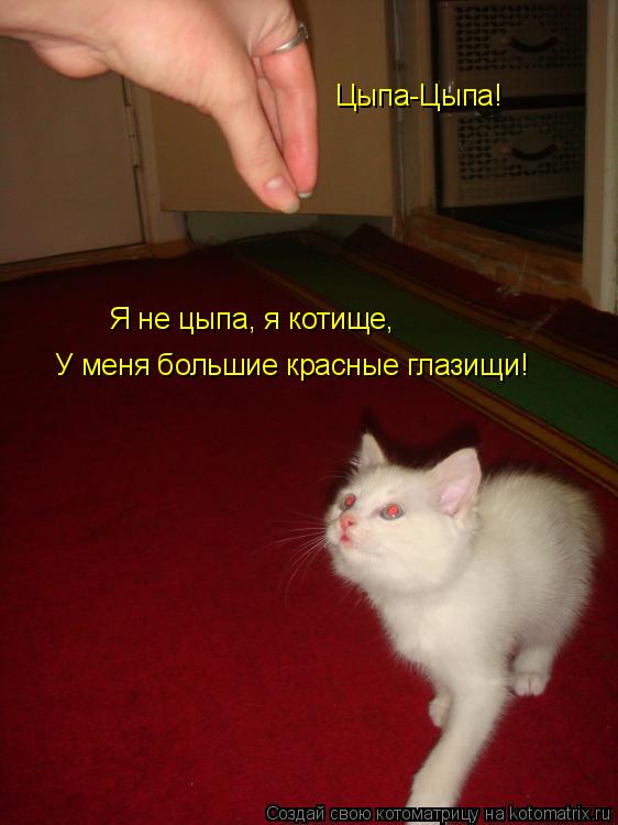 Котоматрица: Цыпа-Цыпа! Я не цыпа, я котище, У меня большие красные глазищи!