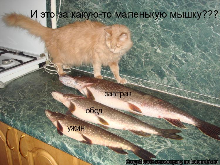 завтрак обед ужин И это за какую-то маленькую мышку???... Котоматрица: завтрак обед ужин И это за какую-то маленькую мышку???
