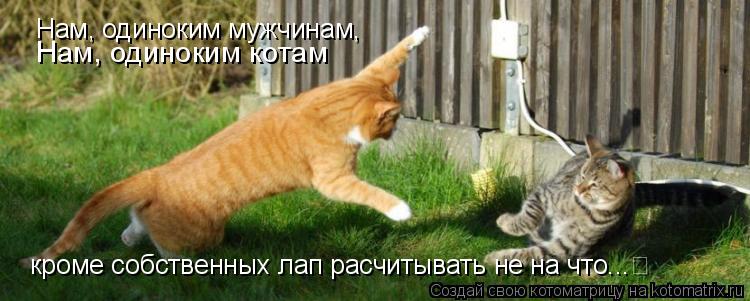 Котоматрица: Нам, одиноким котам Нам, одиноким мужчинам,   кроме собственных лап расчитывать не на что...
