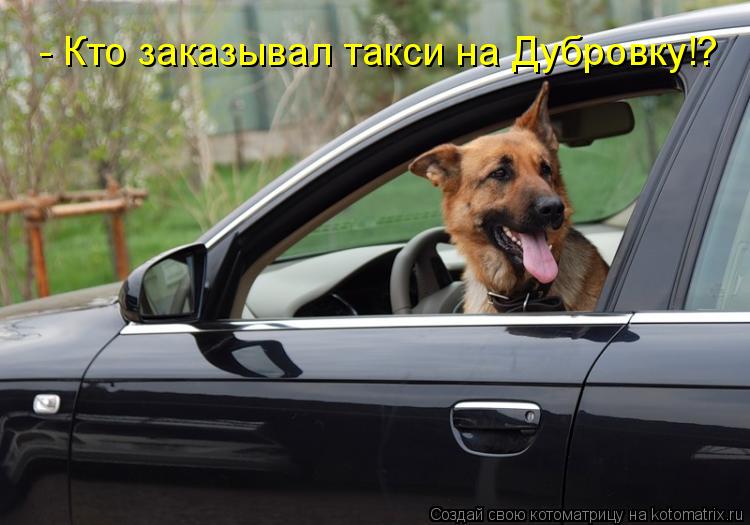 - Кто заказывал такси на Дубровку!?... Котоматрица: - Кто заказывал такси на Дубровку!?