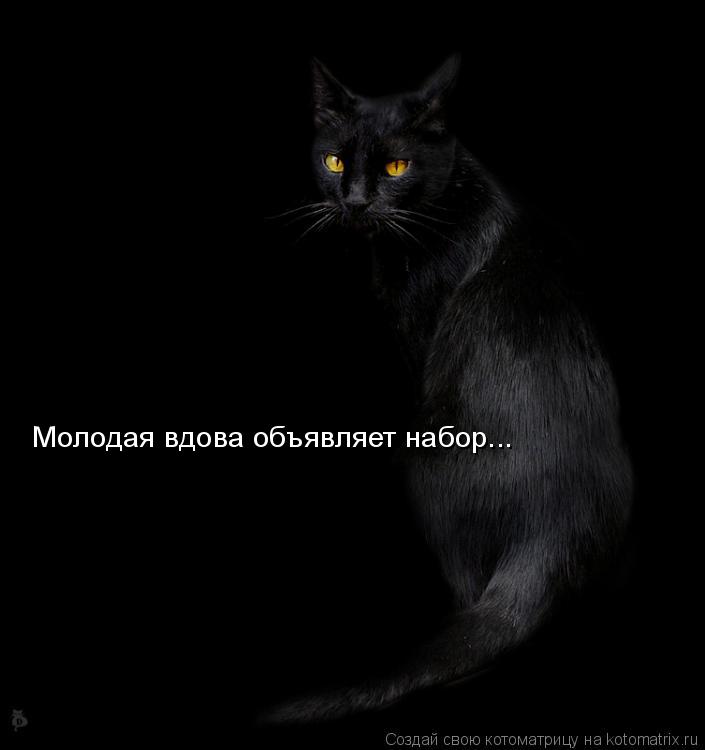 Молодая вдова объявляет набор...... Котоматрица: Молодая вдова объявляет набор...