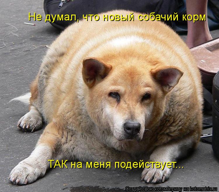 Не думал, что новый собачий корм ТАК на меня подействует...... Котоматрица: Не думал, что новый собачий корм ТАК на меня подействует...