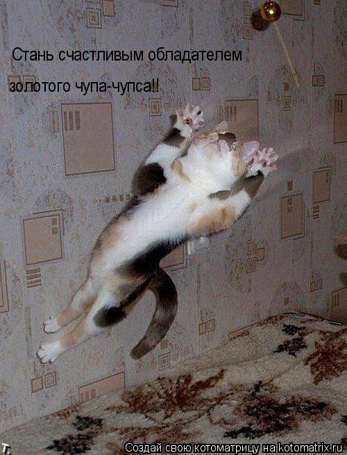 Стань счастливым обладателем золотого чупа-чупса!!... Котоматрица: Стань счастливым обладателем золотого чупа-чупса!!