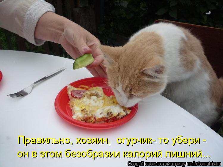 Правильно, хозяин, огурчик- то убери - он в этом безобразии калорий лишний...... Котоматрица: Правильно, хозяин, огурчик- то убери - он в этом безобразии калорий лишний...