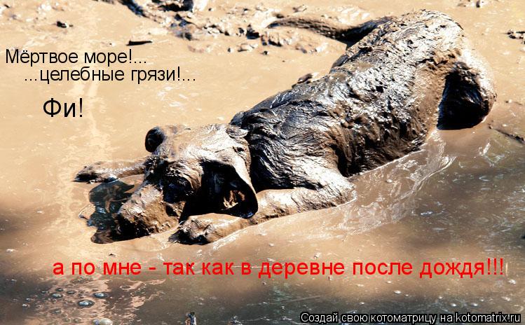 Мёртвое море!... ...целебные грязи!... Фи! а по мне - так как в деревне после дождя!!!... Котоматрица: Мёртвое море!... ...целебные грязи!... Фи! а по мне - так как в деревне после дождя!!!