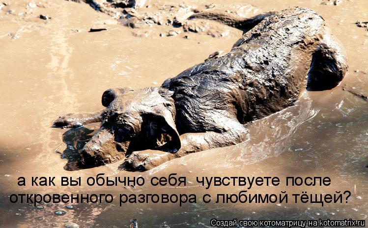 откровенного разговора с любимой тёщей? а как вы обычно себя чувствуете после... Котоматрица: откровенного разговора с любимой тёщей? а как вы обычно себя чувствуете после