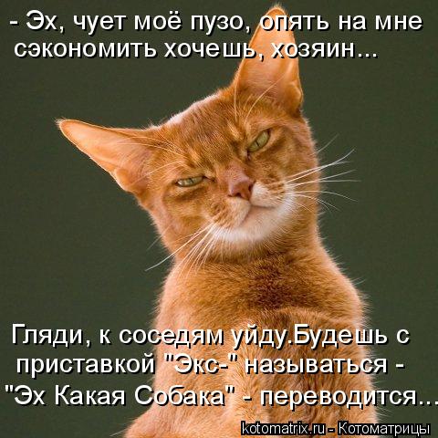 - Эх, чует моё пузо, опять на мне сэкономить хочешь, хозяин... Гляди, к соседям уйду.Будешь с пристав... Котоматрица: - Эх, чует моё пузо, опять на мне сэкономить хочешь, хозяин... Гляди, к соседям уйду.Будешь с приставкой "Экс-" называться - "Эх Какая Собака" - пе