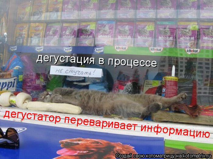 Котоматрица: дегустация в процессе дегустатор переваривает информацию