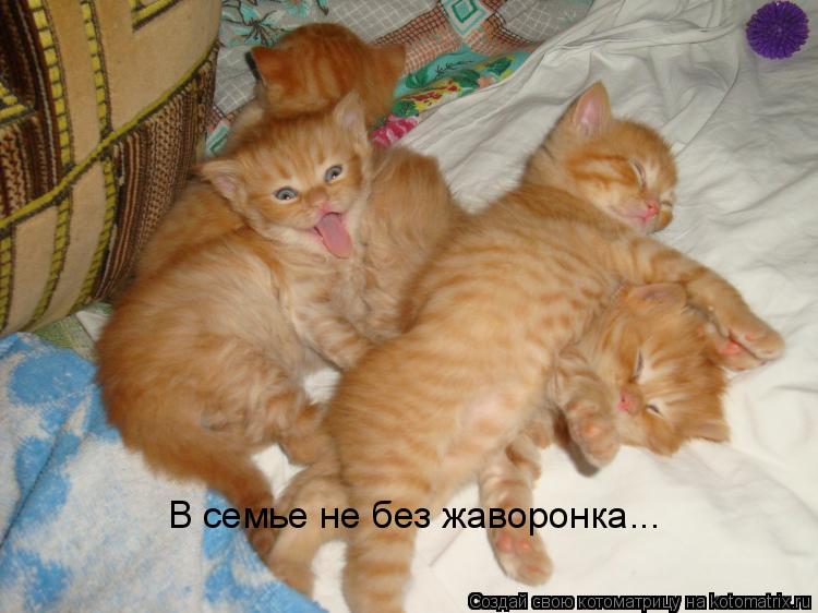 В семье не без жаворонка...... Котоматрица: В семье не без жаворонка...