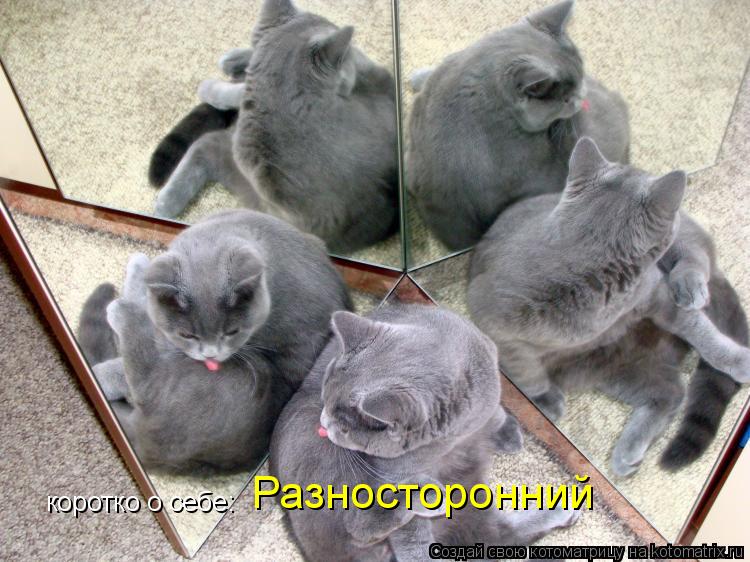 коротко о себе: Разносторонний... Котоматрица: коротко о себе: Разносторонний